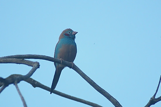 Red-Cheeked Cordon Bleu.JPG